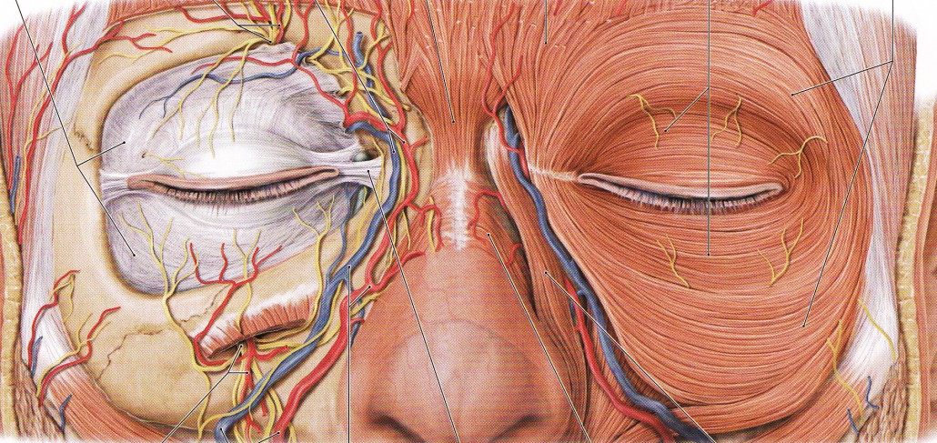 A Human Face With Veins and Muscles Copy