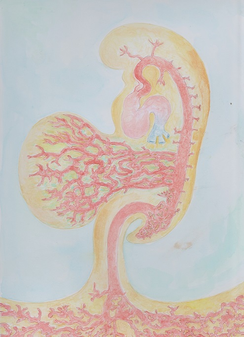 pic-17-heart-no-16_vitelline-and-body-stalk-arterial-flow-2